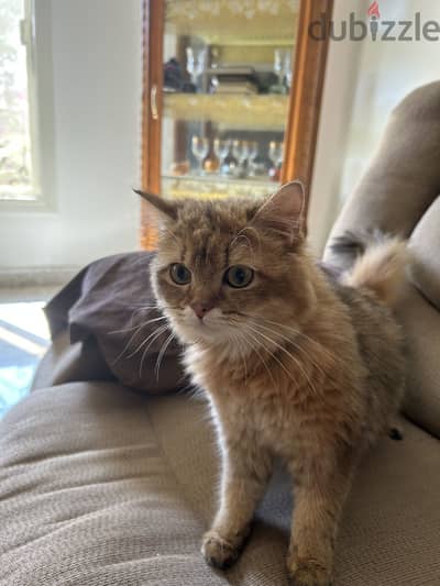 British long hair cat from germany
