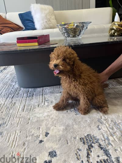 Toy poodle Toy poodle
