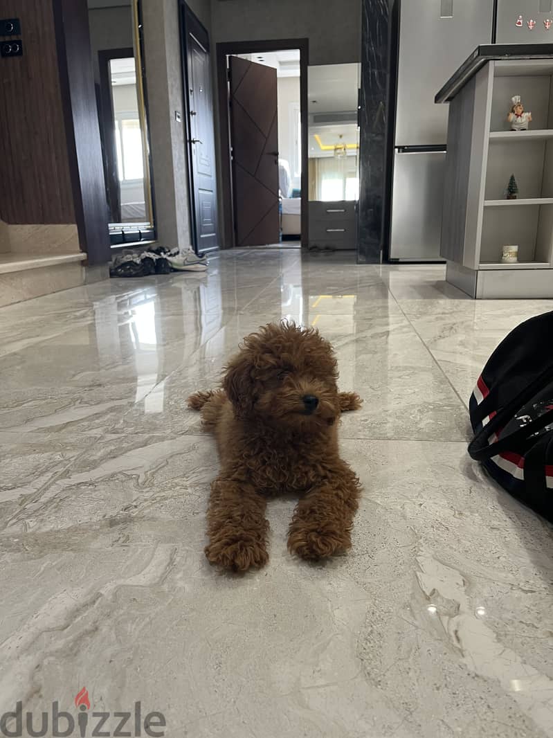 Toy poodle 1