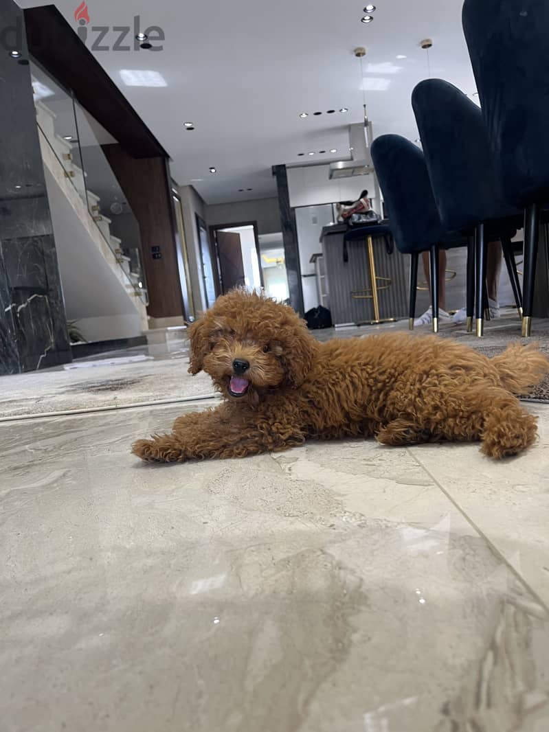 Toy poodle 2