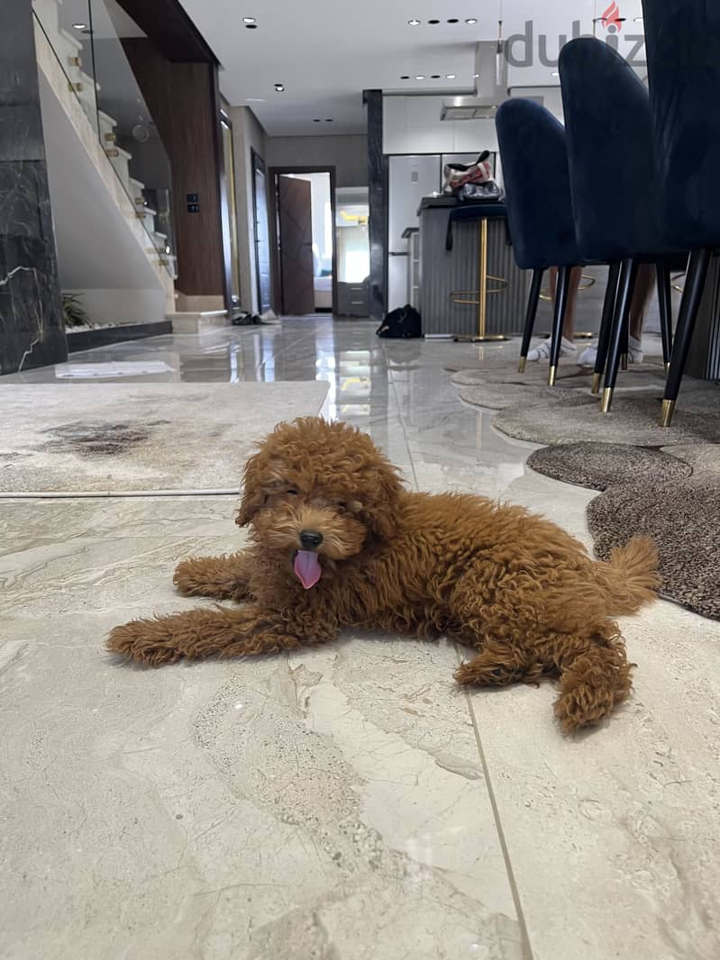 Toy poodle 3