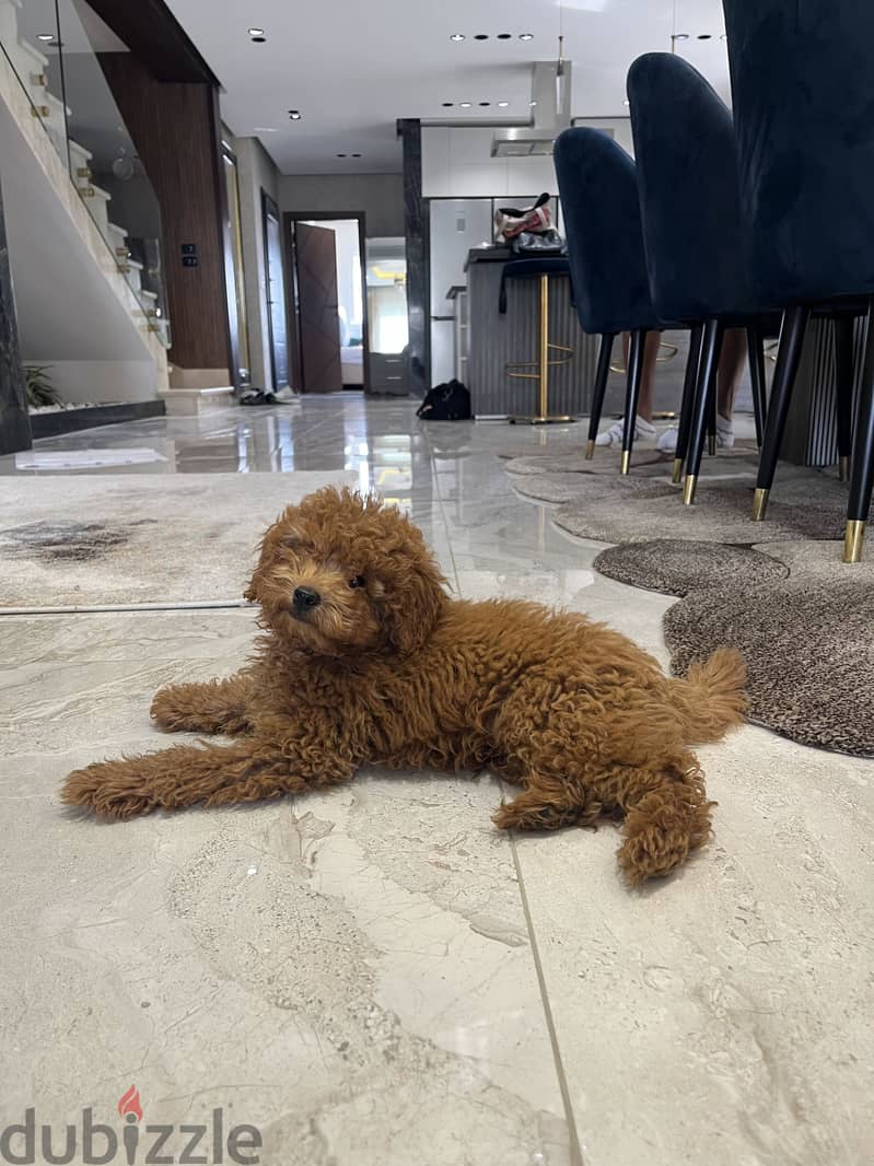 Toy poodle 4