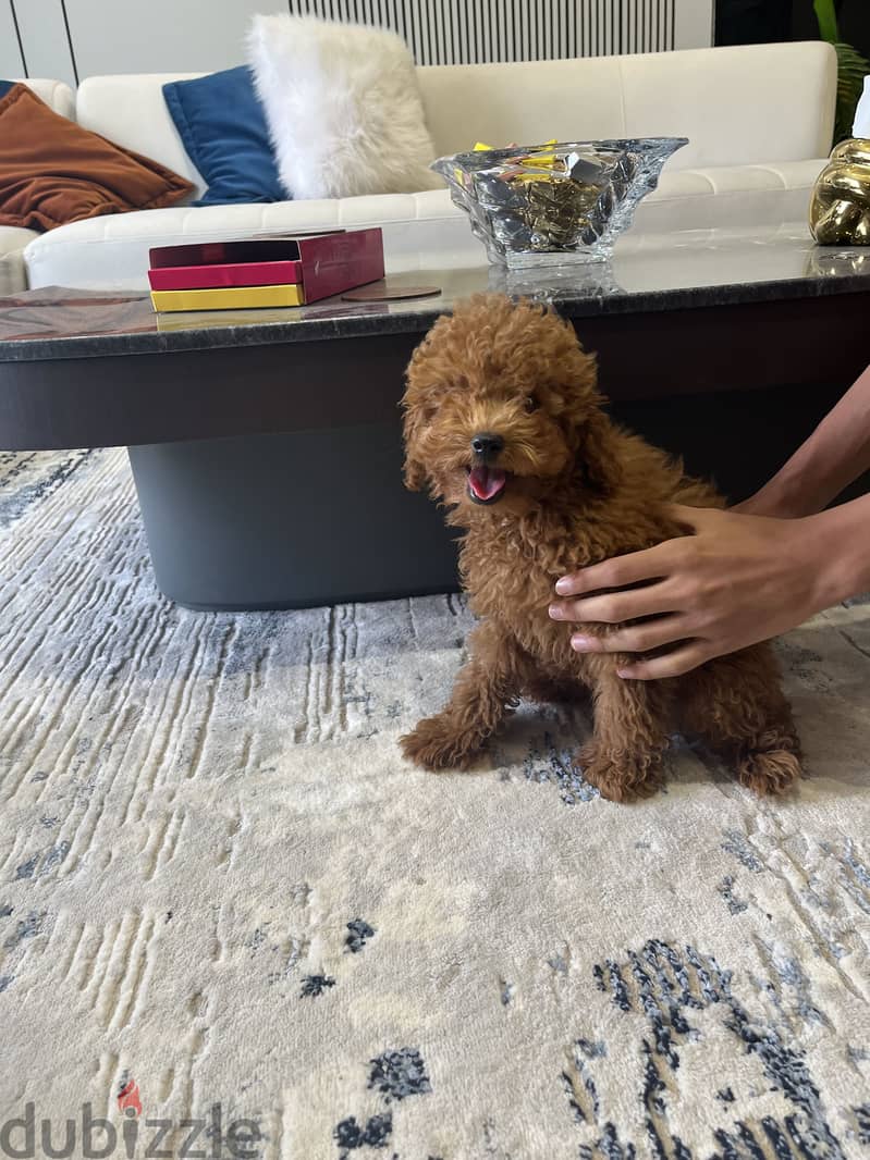 Toy poodle 5