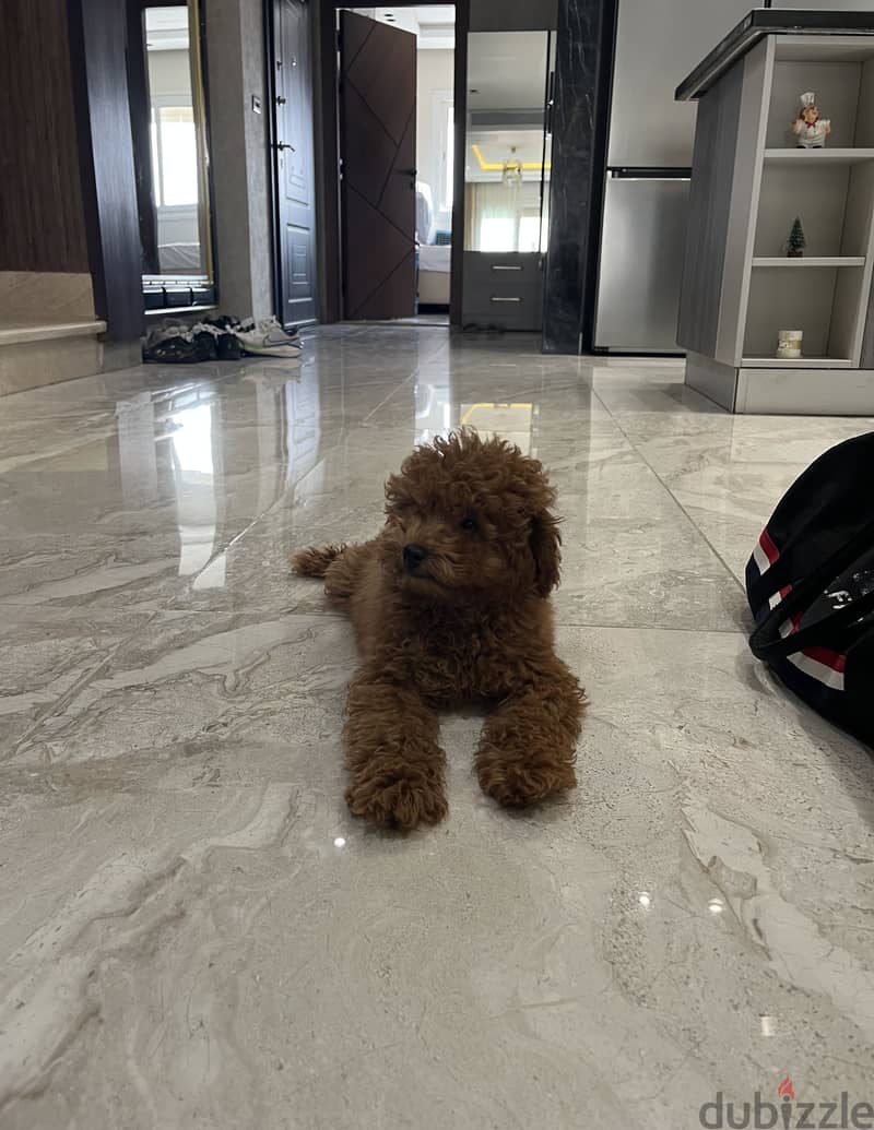 Toy poodle 6