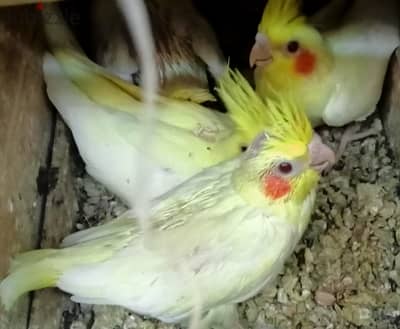 زغاليل كوكتيل لاتينى عمر حوالى 30يوم عين حمرا للتاكيل اليدوى