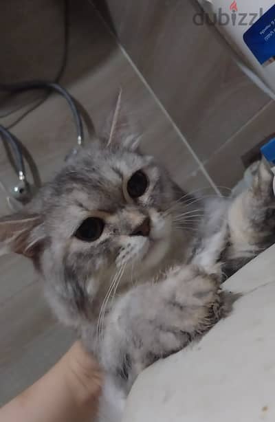 قطة شيرازي