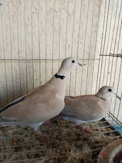 جوز يمام يمني مطوق + دكر شغال
