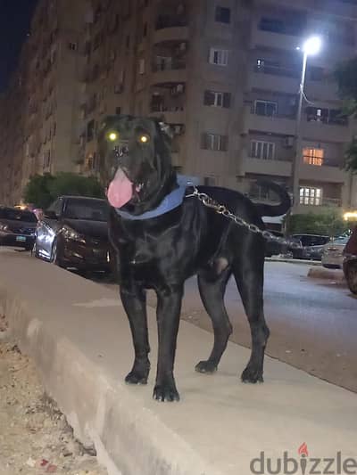 cane corso male
