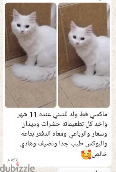 قط شيرازي ١١ شهر للتبني قط شيرازي ١١ شهر للتبني