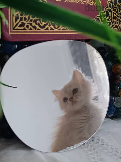 قط شيرازى سلالة نقية