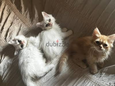 موجود قطط شيرازي بيور عمر شهرين