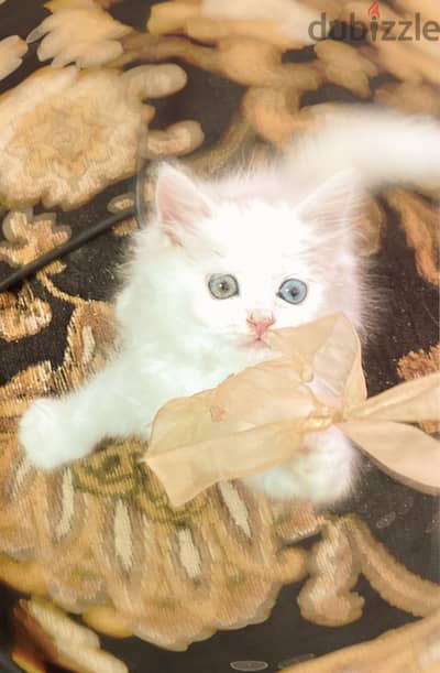 قطه شيرازي عين وعين