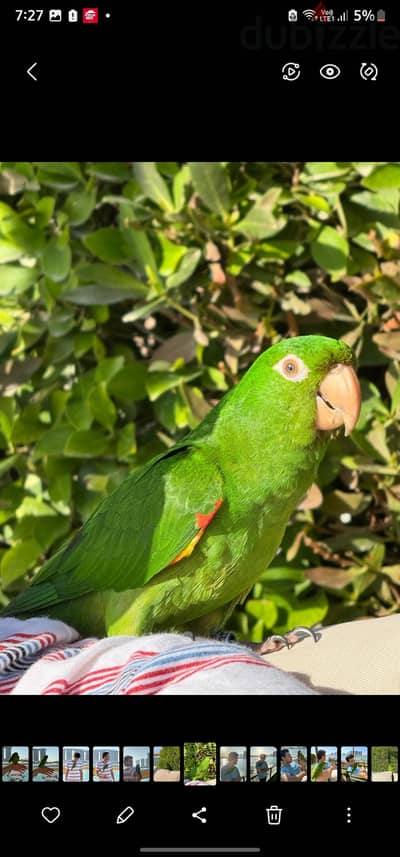 white eyed conure