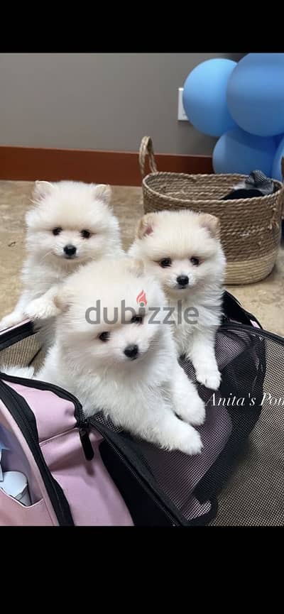 Pomeranian puppies بوميرانيان