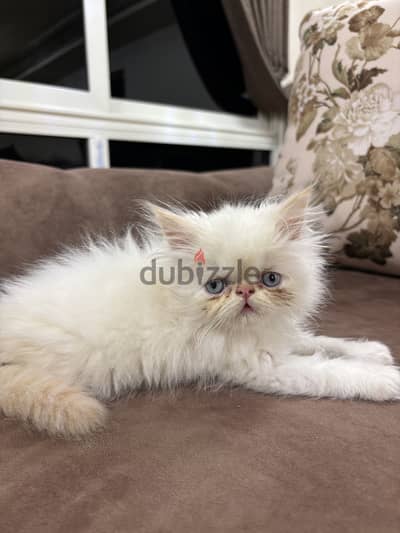 white himalayan cat