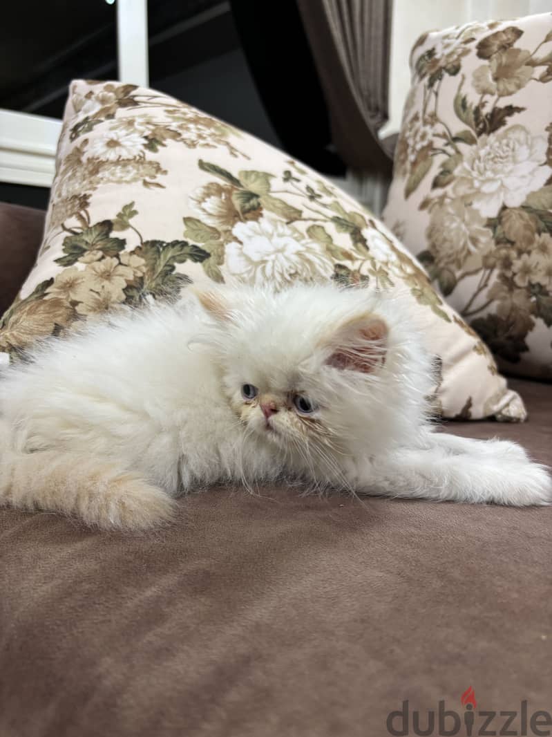 white himalayan cat 1