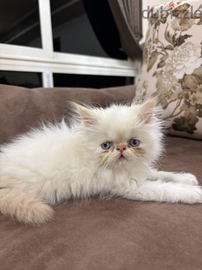 white himalayan cat 2