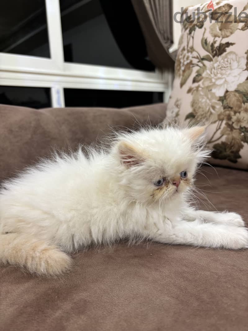 white himalayan cat 3