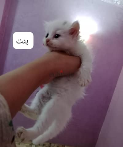 قطط شيرازى للبيع