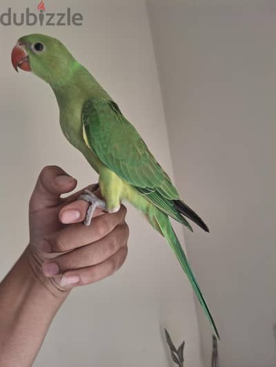 بسم الله ماشاء الله ببغاء كامل من كله