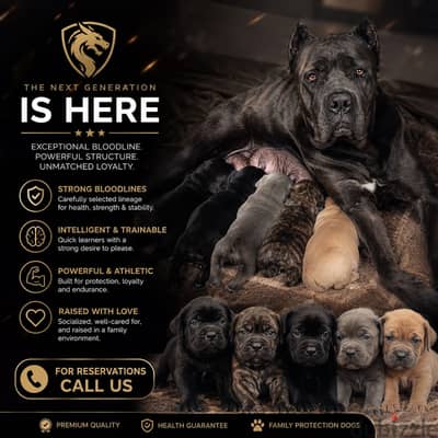 Canecorso pure blood female puppies