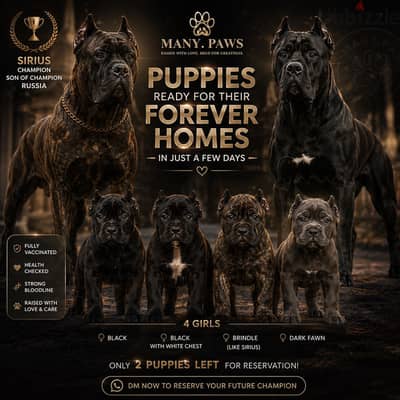 Canecorso pure blood female puppies