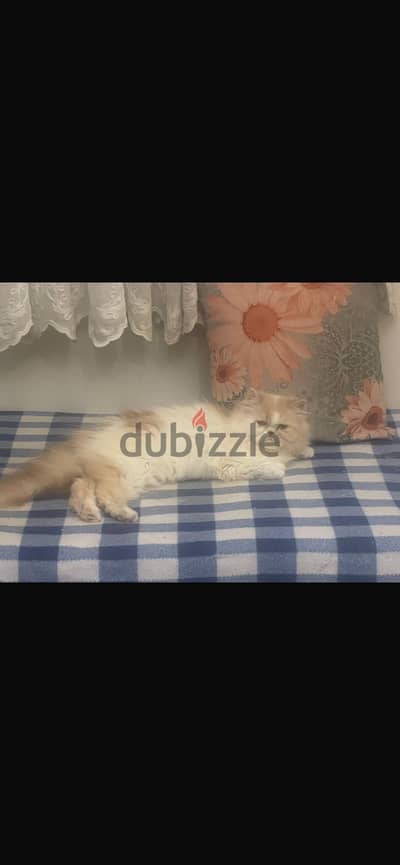 قط زورار برشن