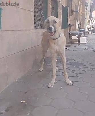 نتابه ألباي