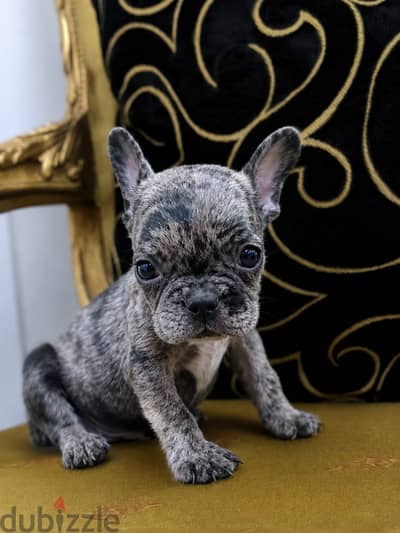 french bulldog male