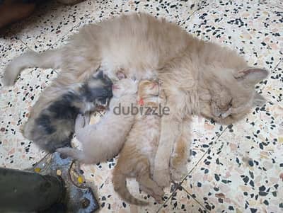قطه و3 صغيرين اولادها للتبني بشرط العنايه بيهم