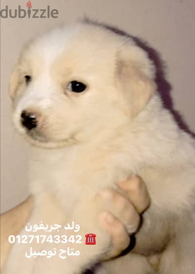 جراوي جريفون