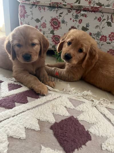 Golden retriever for sale