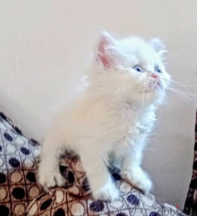 متاح قطط بيرشن