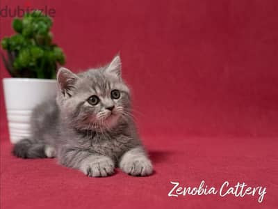 British Shorthair Silver Marble