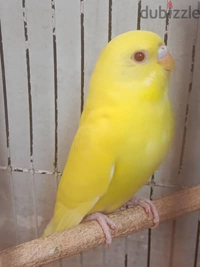 لاتيني عين حمراء