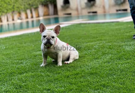 French bulldog female for sale