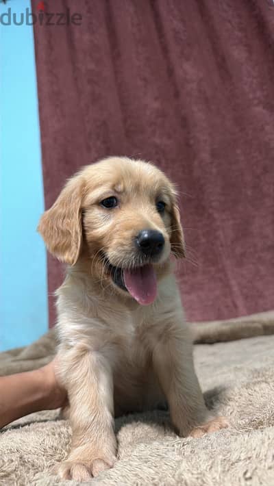 Female golden retriever puppy