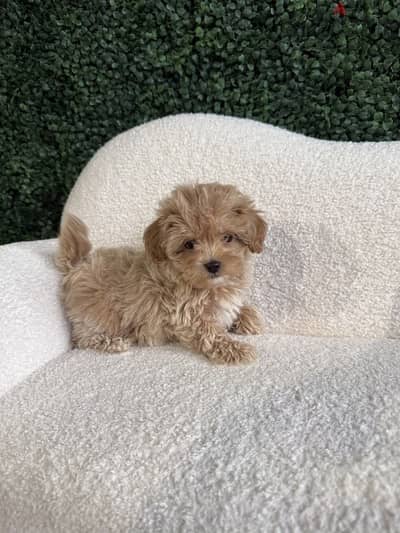 Maltipoo مالتيبو