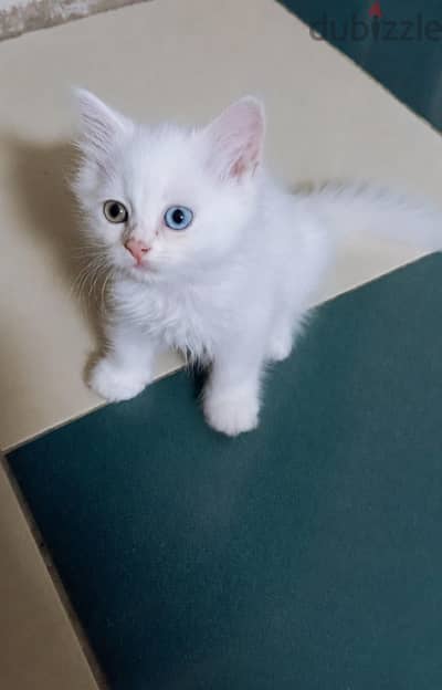 kittens قطط صغيرة