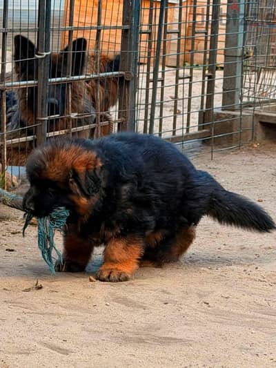 جراوي كينج جيرمن شيبرد شولاين بيور ذكر انثي Male German Shepard female