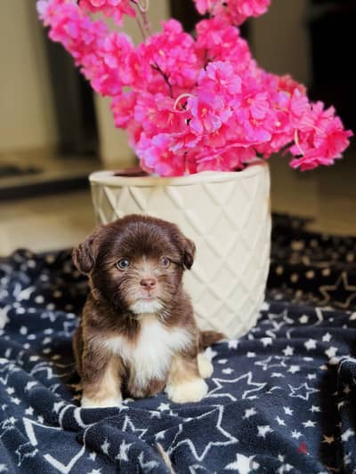Havanese