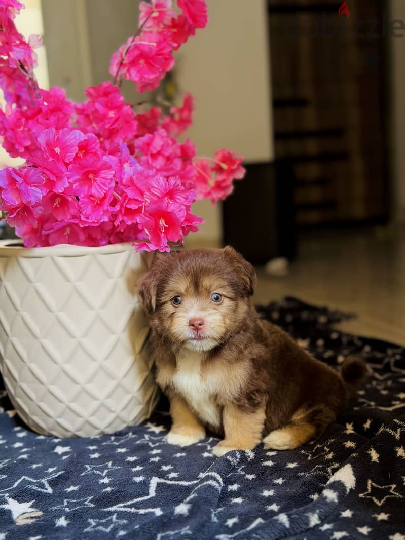 Havanese 1