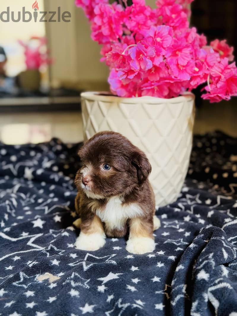 Havanese 3