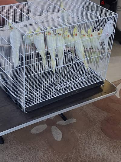 بغبغاء كوكتيل البينو ولاتينى شباب وعلى وش شغل وزغليل ربنا يبارك لينا و