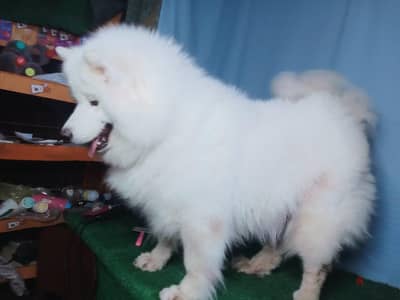 بنت ساموييد samoyed