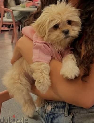 Maltipoo puppy