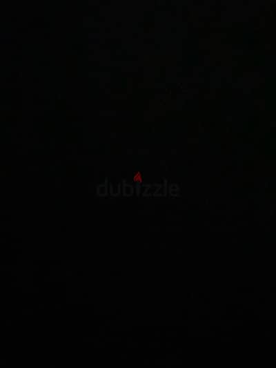 كلب للتبني