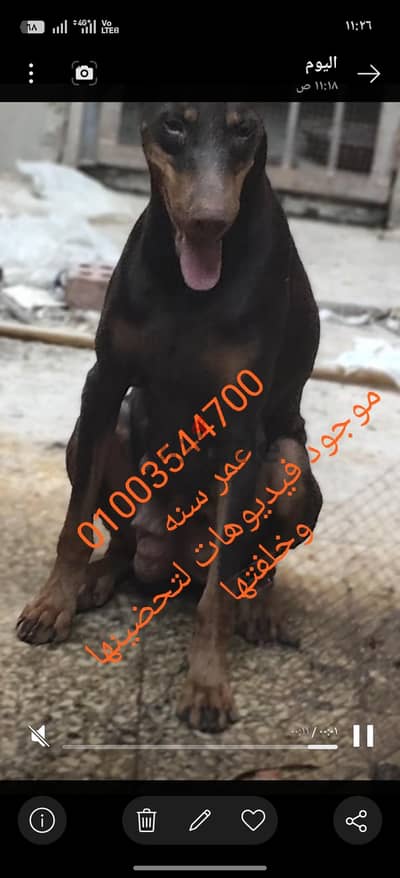 انثى دوبر حمره عمر سنه