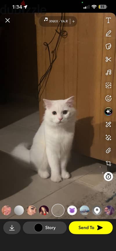 قط للجىواز ف الاسكندريه للتواصل واتس01011472374