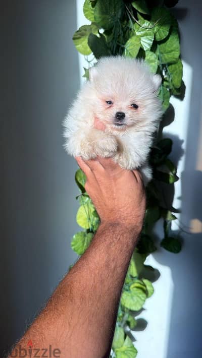 pomeranian